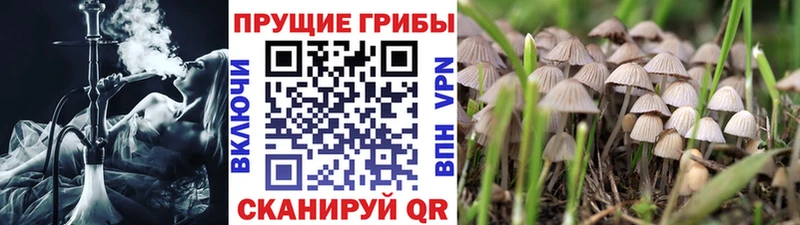 купить наркотик  Шиханы  Галлюциногенные грибы GOLDEN TEACHER 